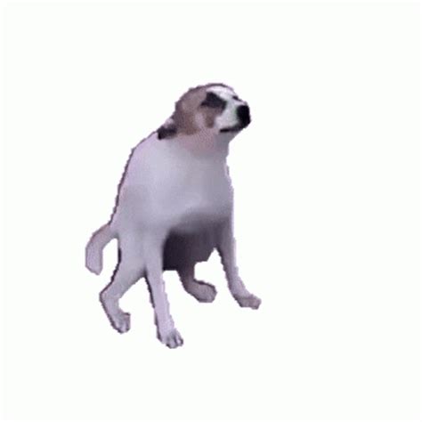Dancing dog gif tiktok - Details File Size: 2080KB Duration: 2.000 sec Dimensions: 360x244 Created: 3/19/2019, 6:15:22 AM